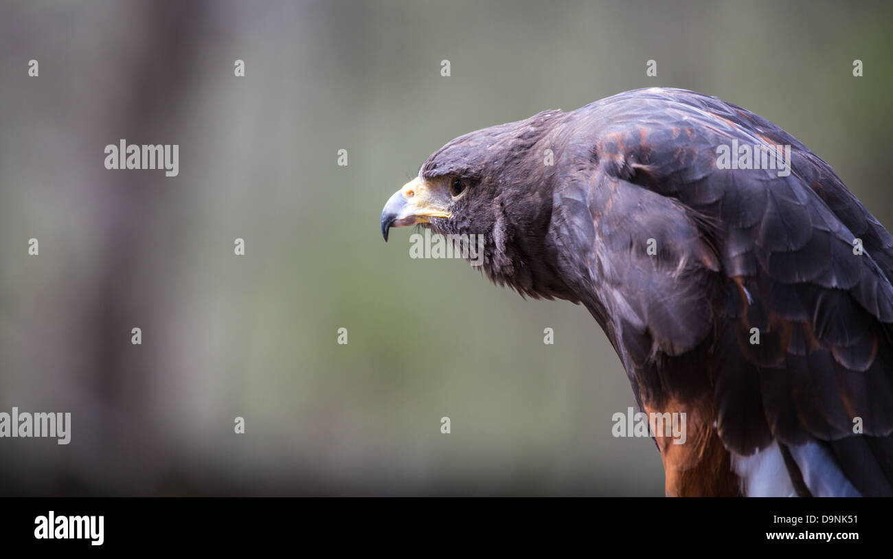 Un Harris Hawk di riflessi nella distanza cercando il suo prossimo pasto. Carolina Raptor Centre Foto Stock