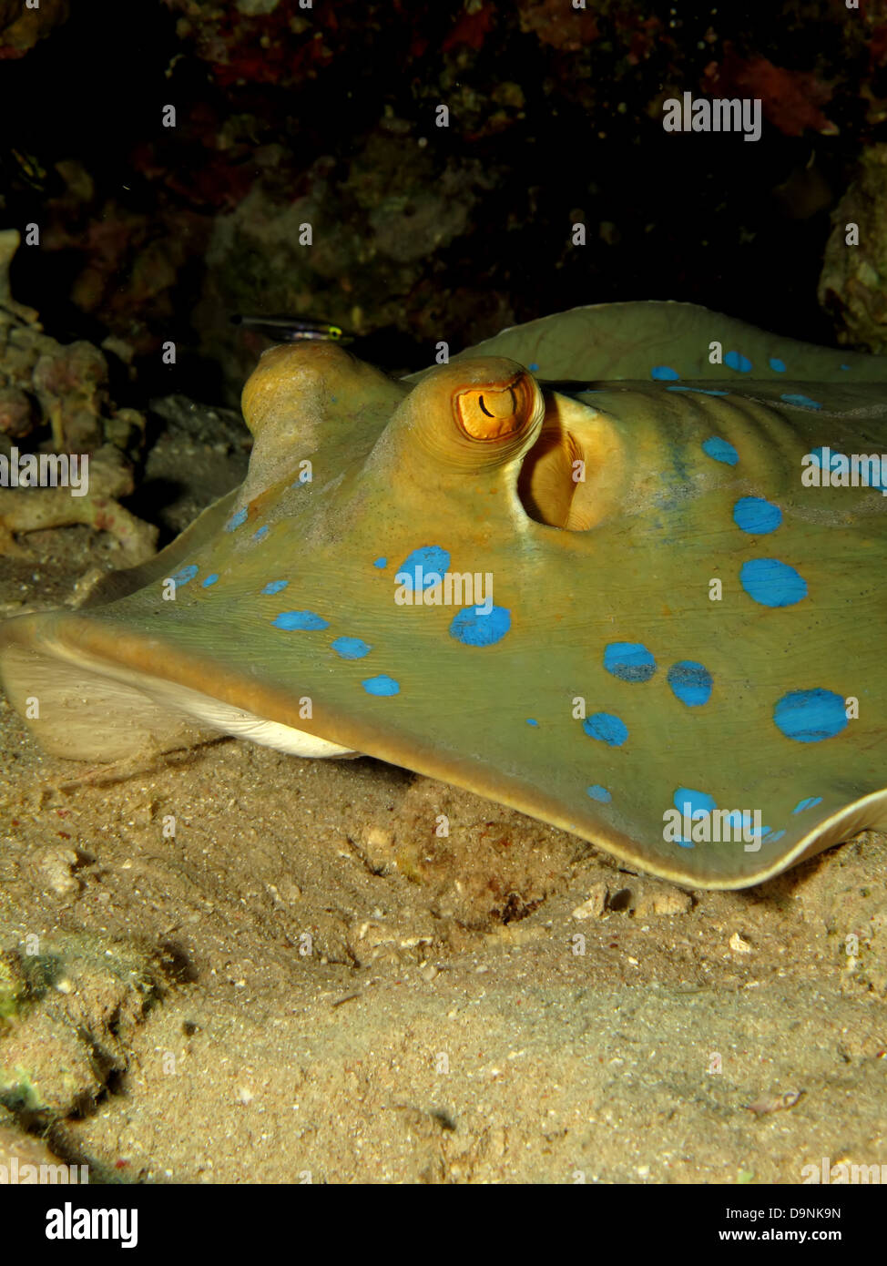 Bluespotted stingray (taeniura lymma) Foto Stock