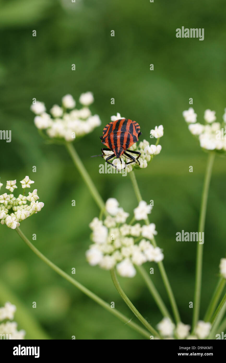Graphosoma lineatum Foto Stock