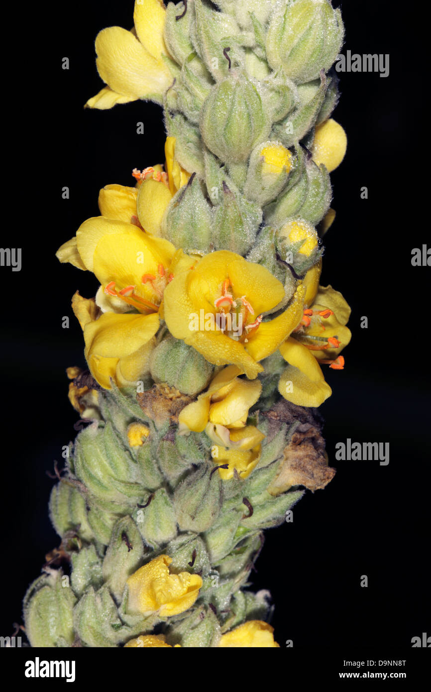 Grande / Comune Mullein- Molène thapsus- Famiglia Scrophulariaceae Foto Stock
