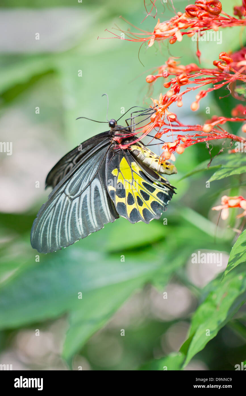 Golden birdwing butterfly. Foto Stock