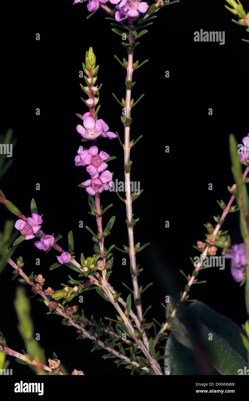 Thryptomene/ Thyrptomene rosa/ Rock Thryptomene- Thyryptomene stenophylla - Famiglia Myrtaceae Foto Stock