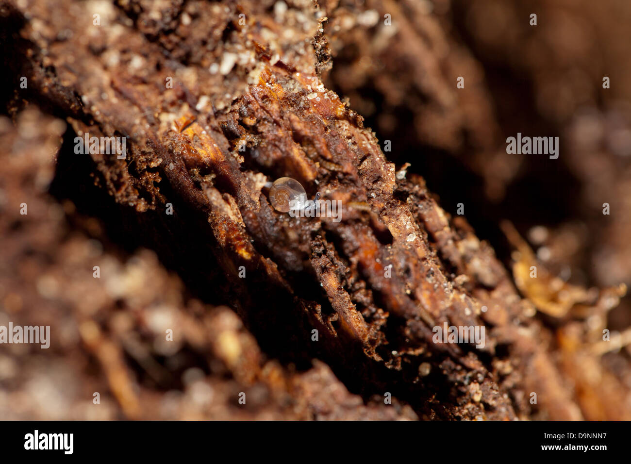 Cancellare baby lumaca su legno Foto Stock