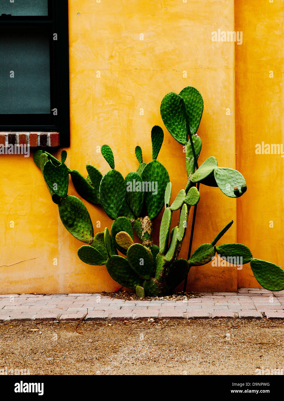 Cactus verde e oro giallo parete Foto Stock