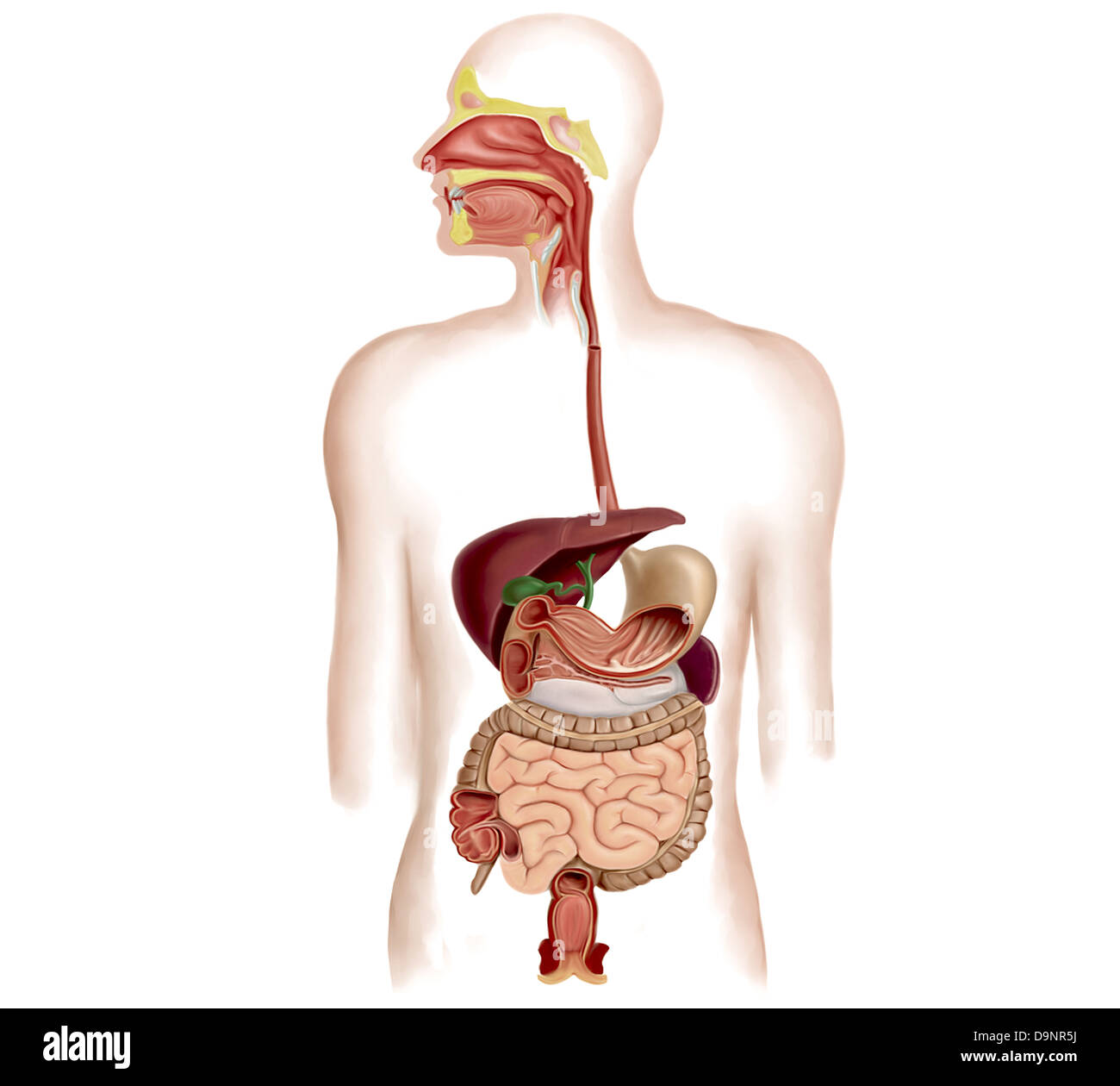 Anatomia dell apparato digestivo umano. Foto Stock