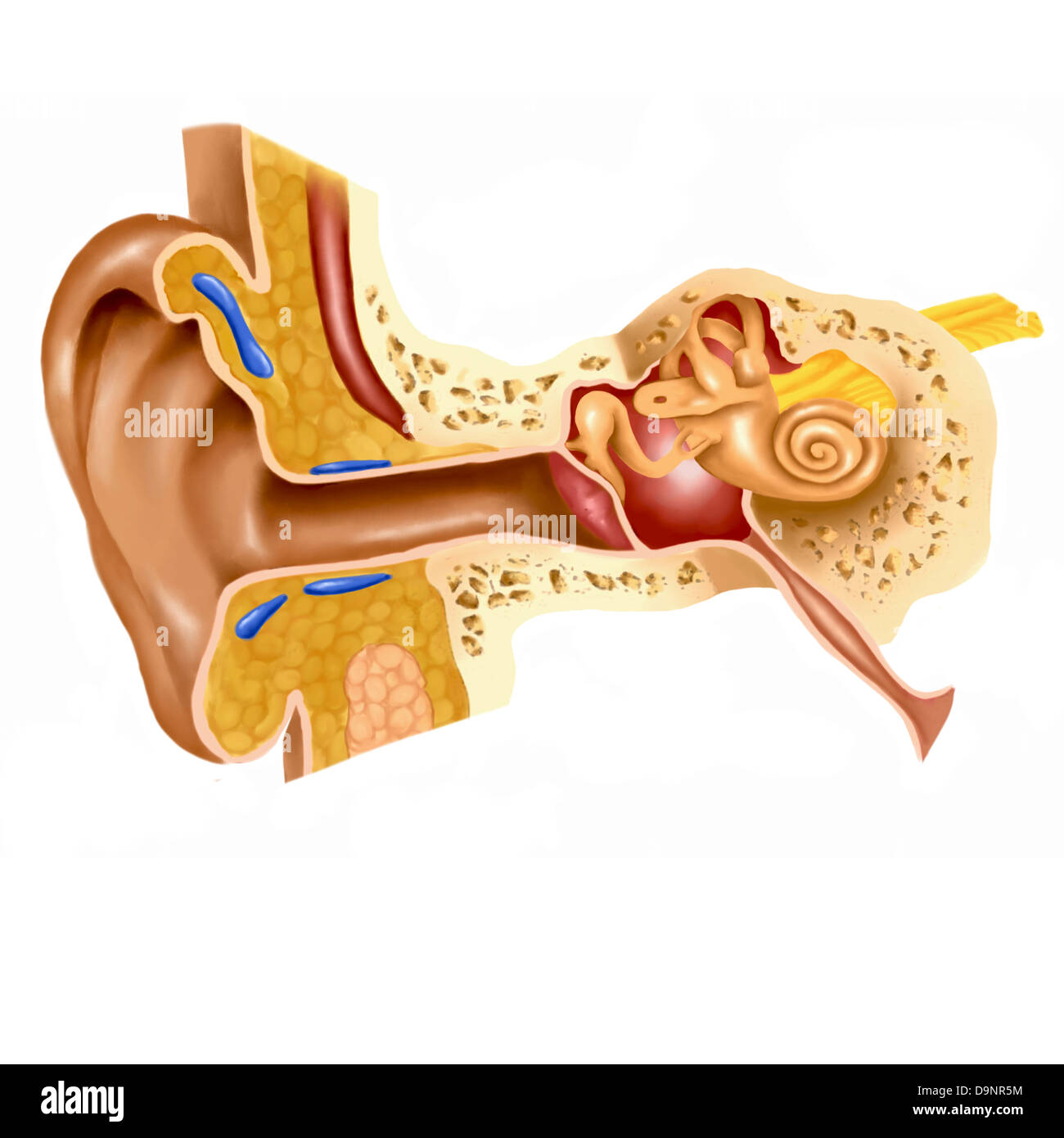 Sezione trasversale di un orecchio umano. Foto Stock