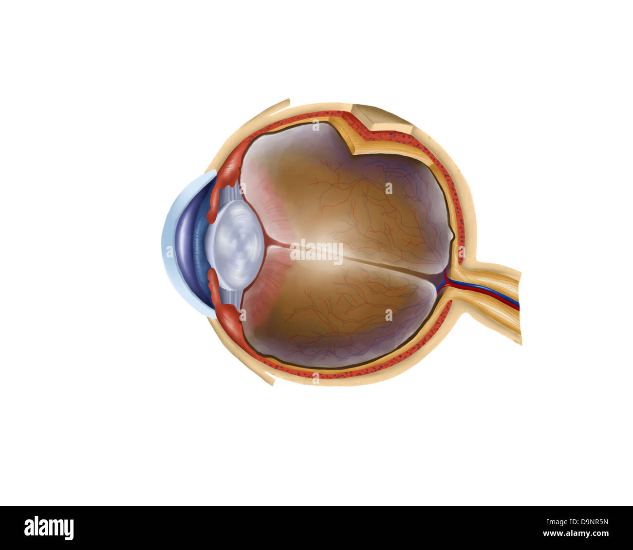Anatomia di occhio umano. Foto Stock