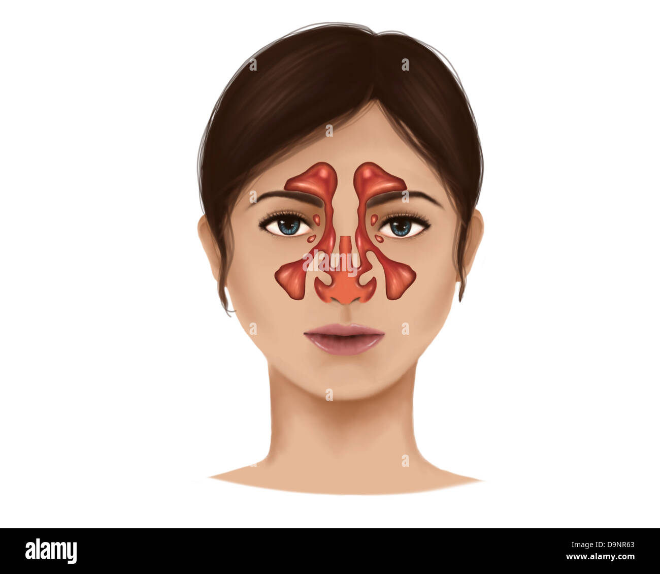 Anatomia di dei seni nasali. Foto Stock