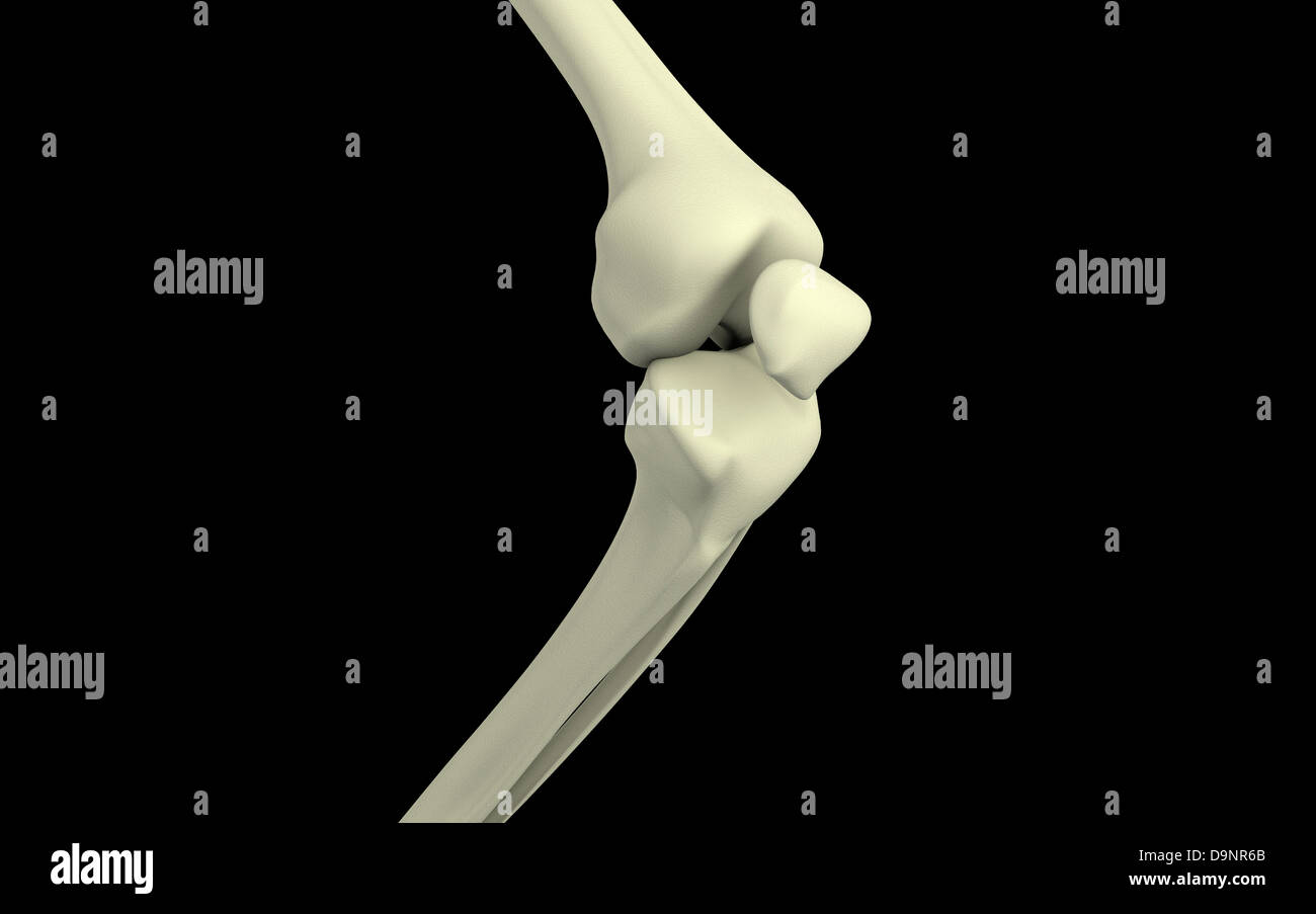Illustrazione di osso del ginocchio, la piegatura. Foto Stock