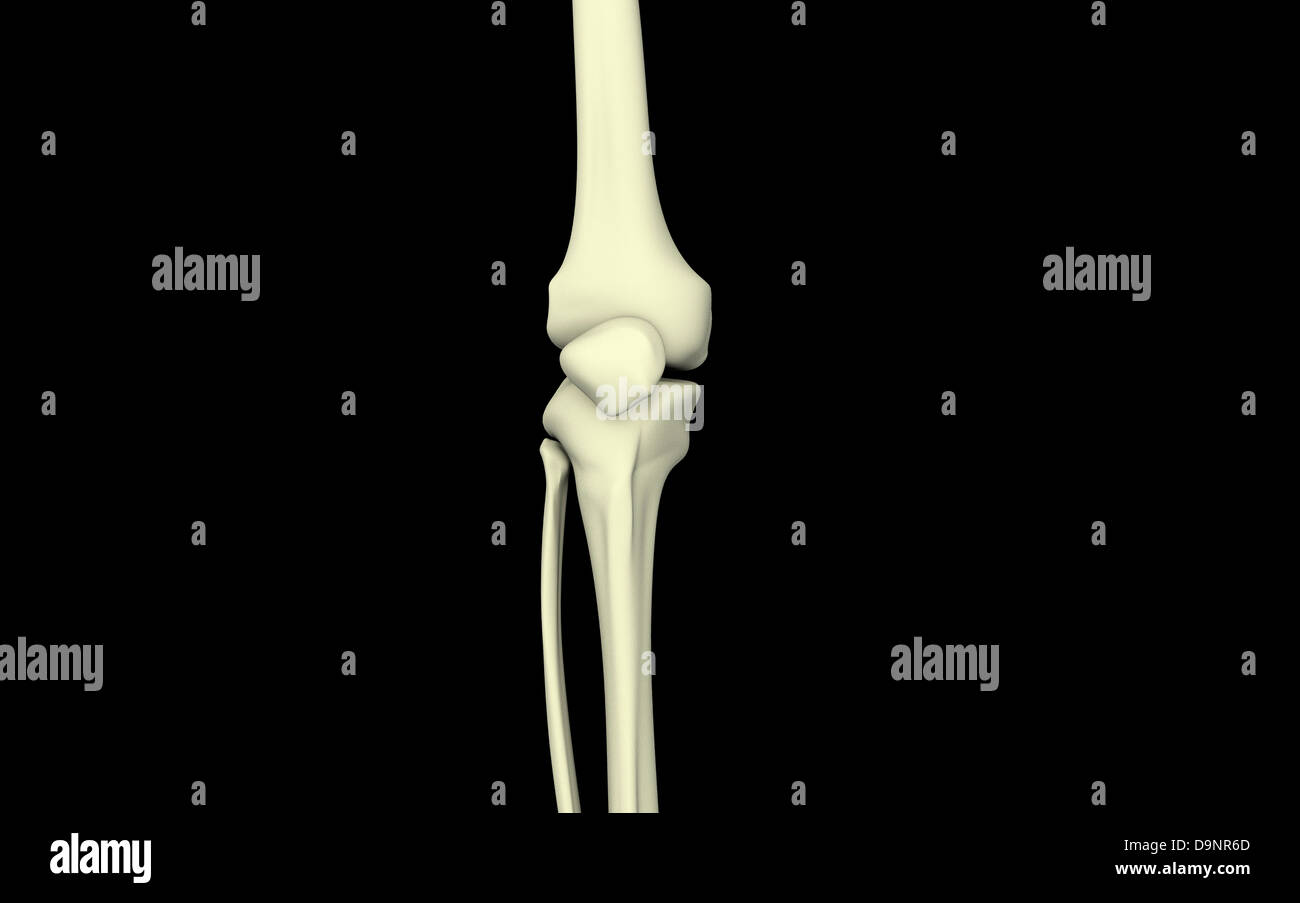 Illustrazione di osso del ginocchio, dritto. Foto Stock