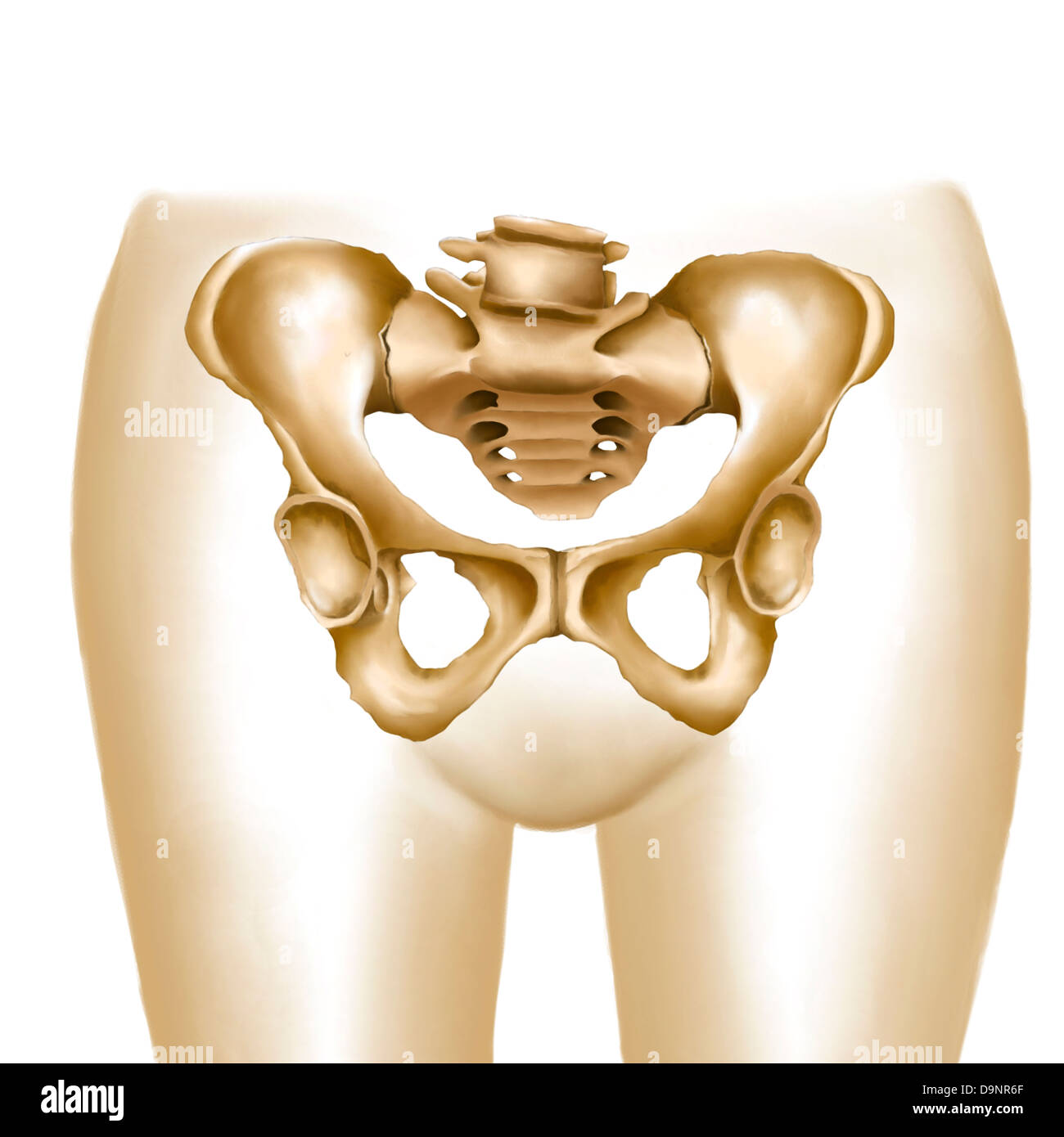 Anatomia femminile di hips e ossa pelviche. Foto Stock