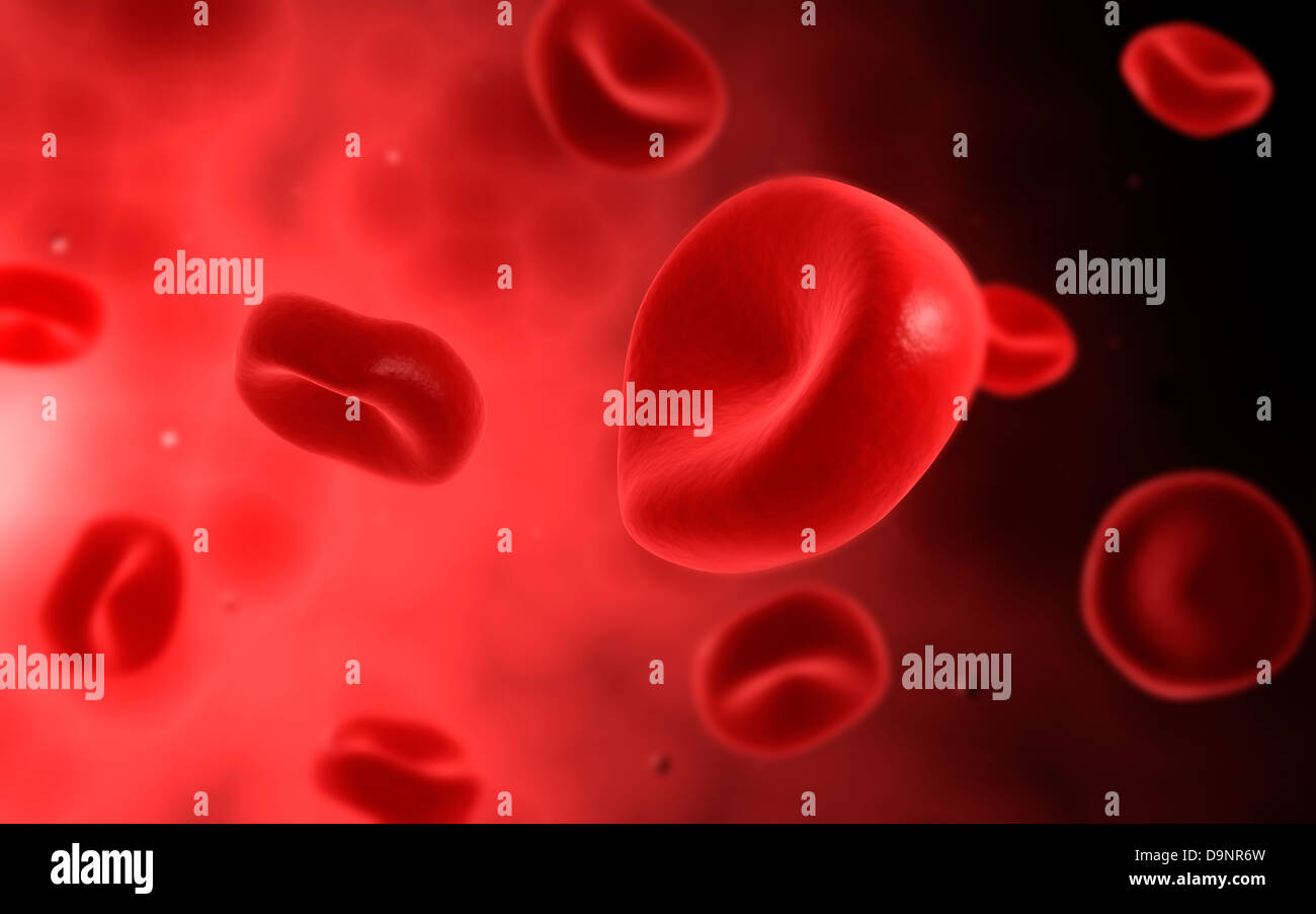 Vista microscopico delle cellule rosse del sangue. Foto Stock
