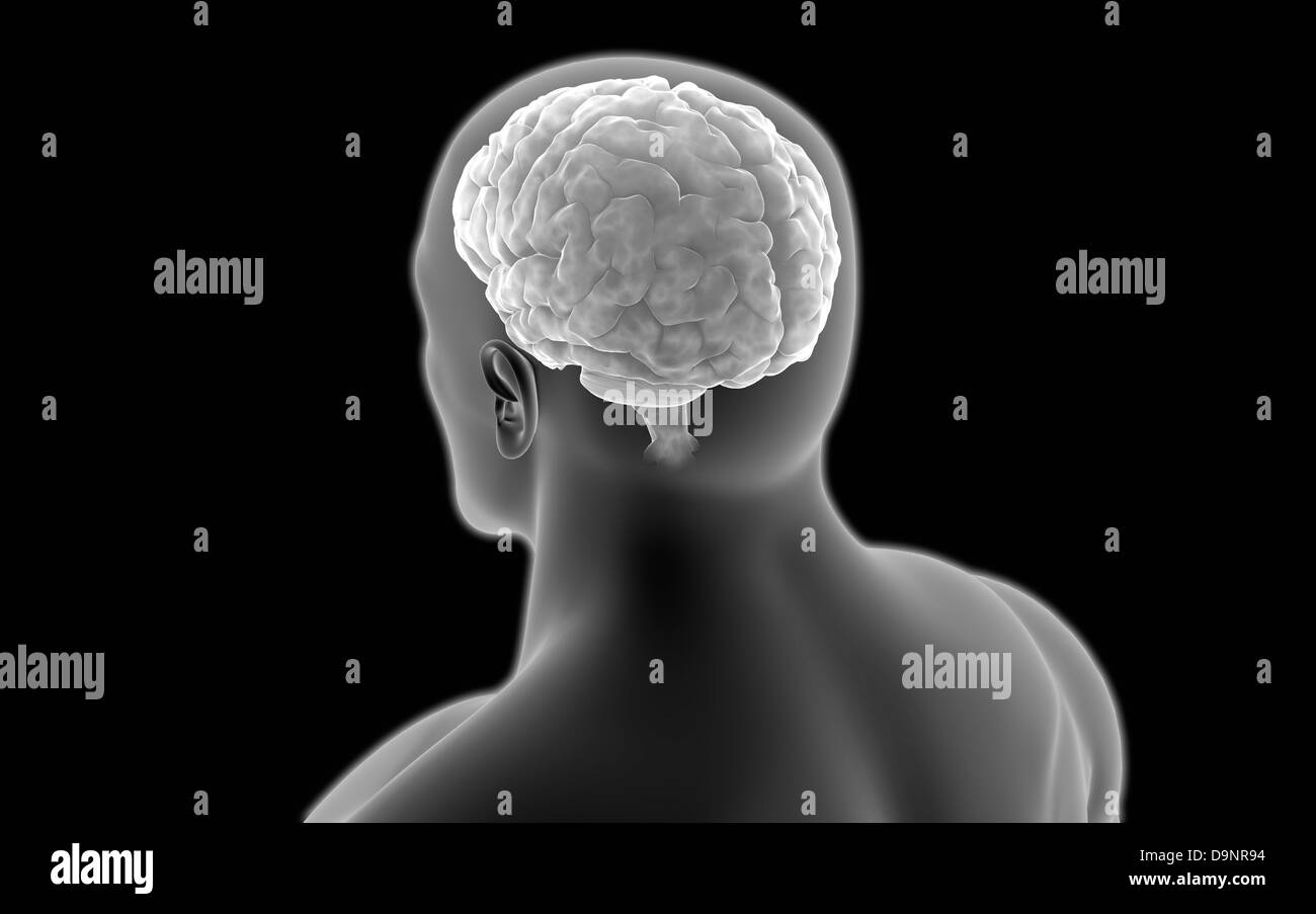 Immagine concettuale del cervello umano. Foto Stock