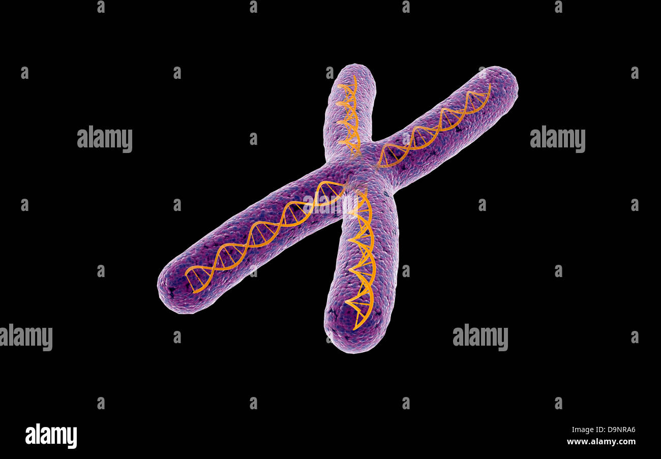 Immagine concettuale del cromosoma. Foto Stock