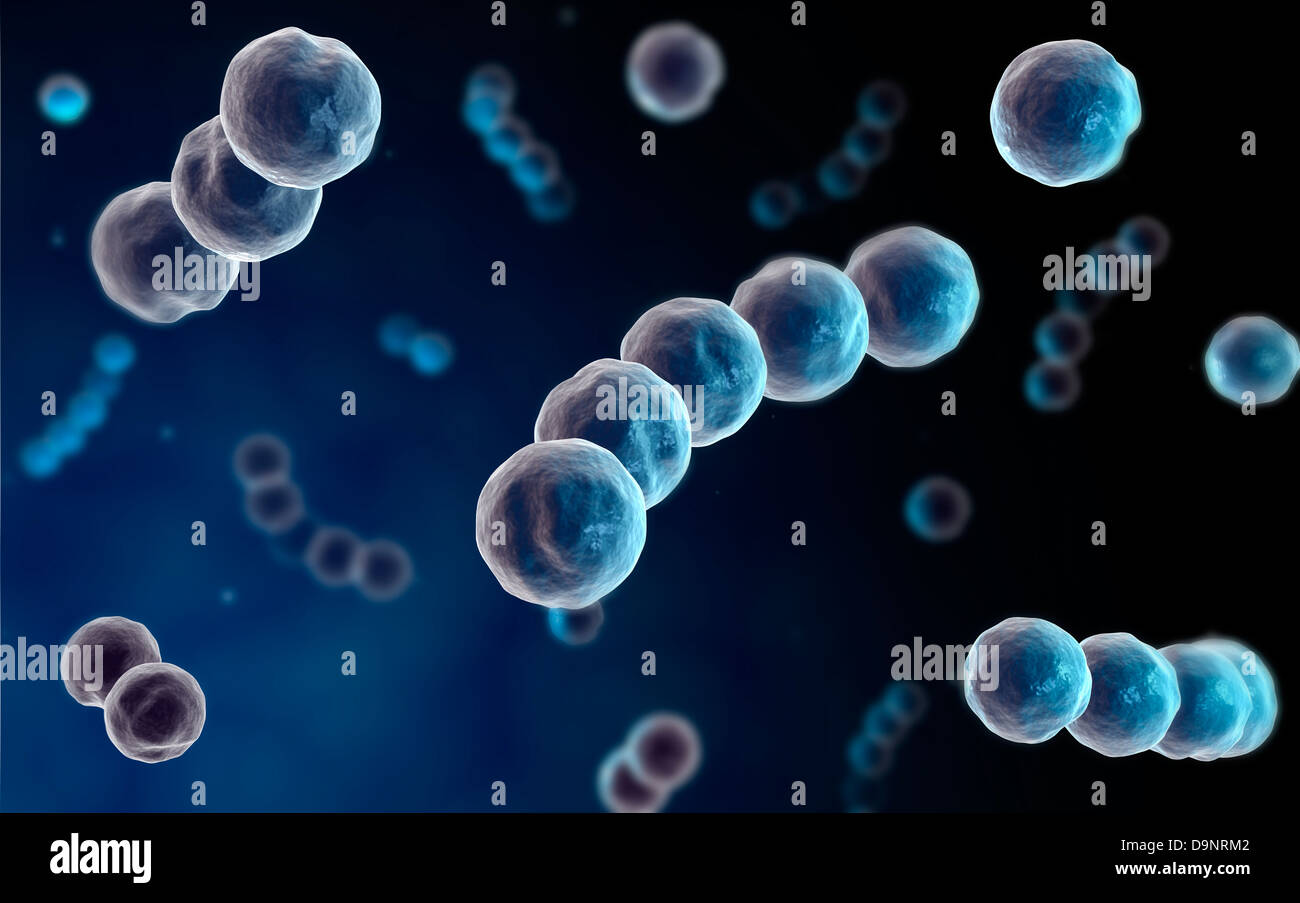 Vista microscopico di Streptococcus. Foto Stock
