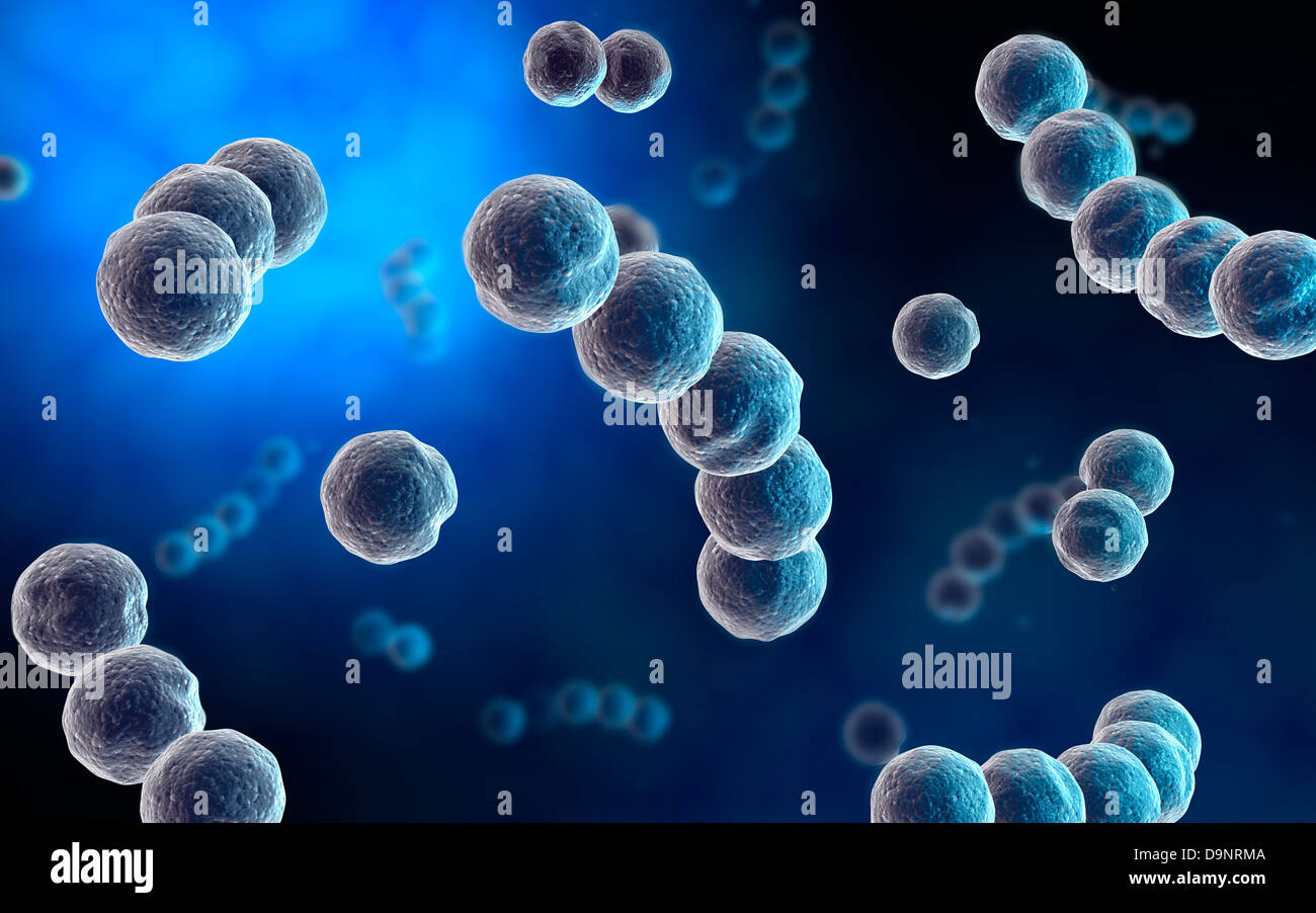 Vista microscopico di Streptococcus. Foto Stock