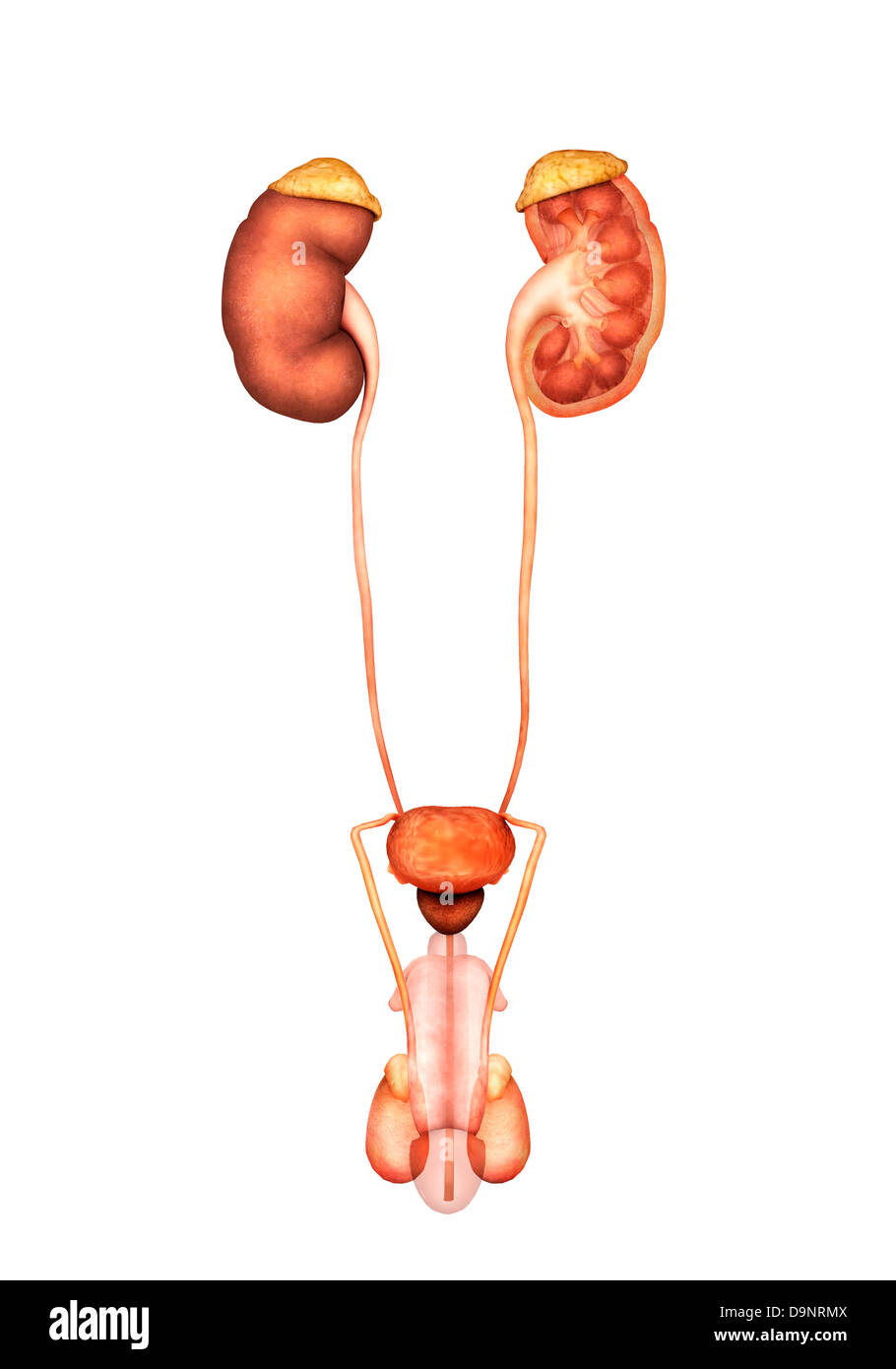 Anatomia umana del sistema urinario, vista frontale. Foto Stock