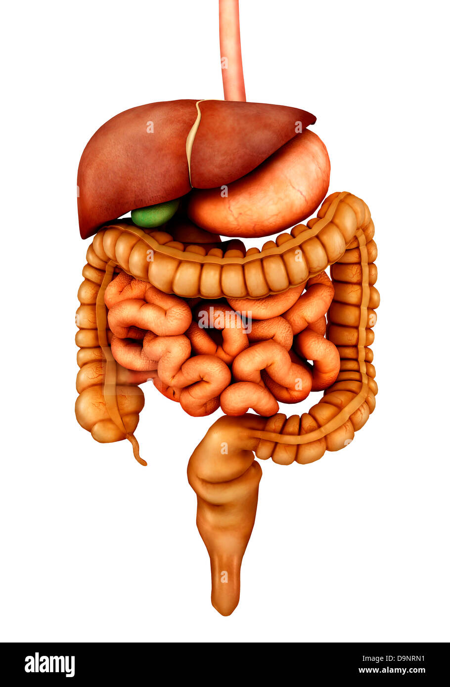Anatomia dell apparato digestivo umano, vista frontale. Foto Stock