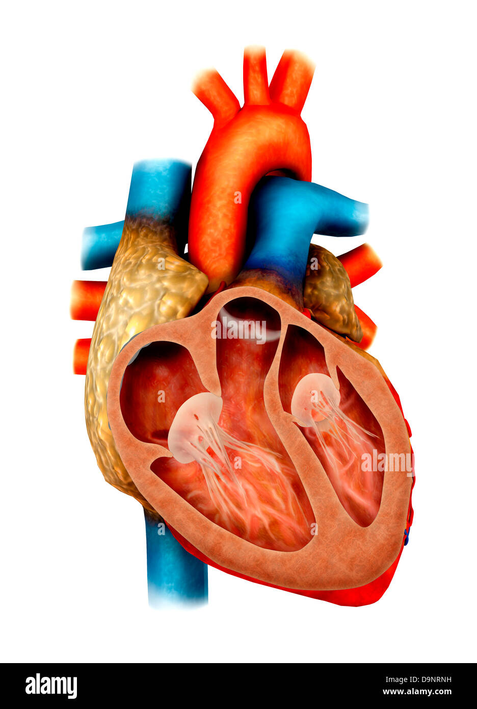 Anatomia del cuore umano, sezione trasversale. Foto Stock