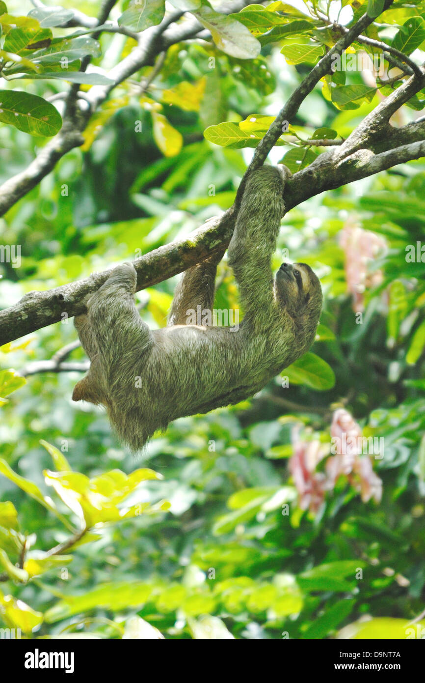 Il bradipo (Bradypus variegatus) in Costa Rica foresta pluviale Foto Stock