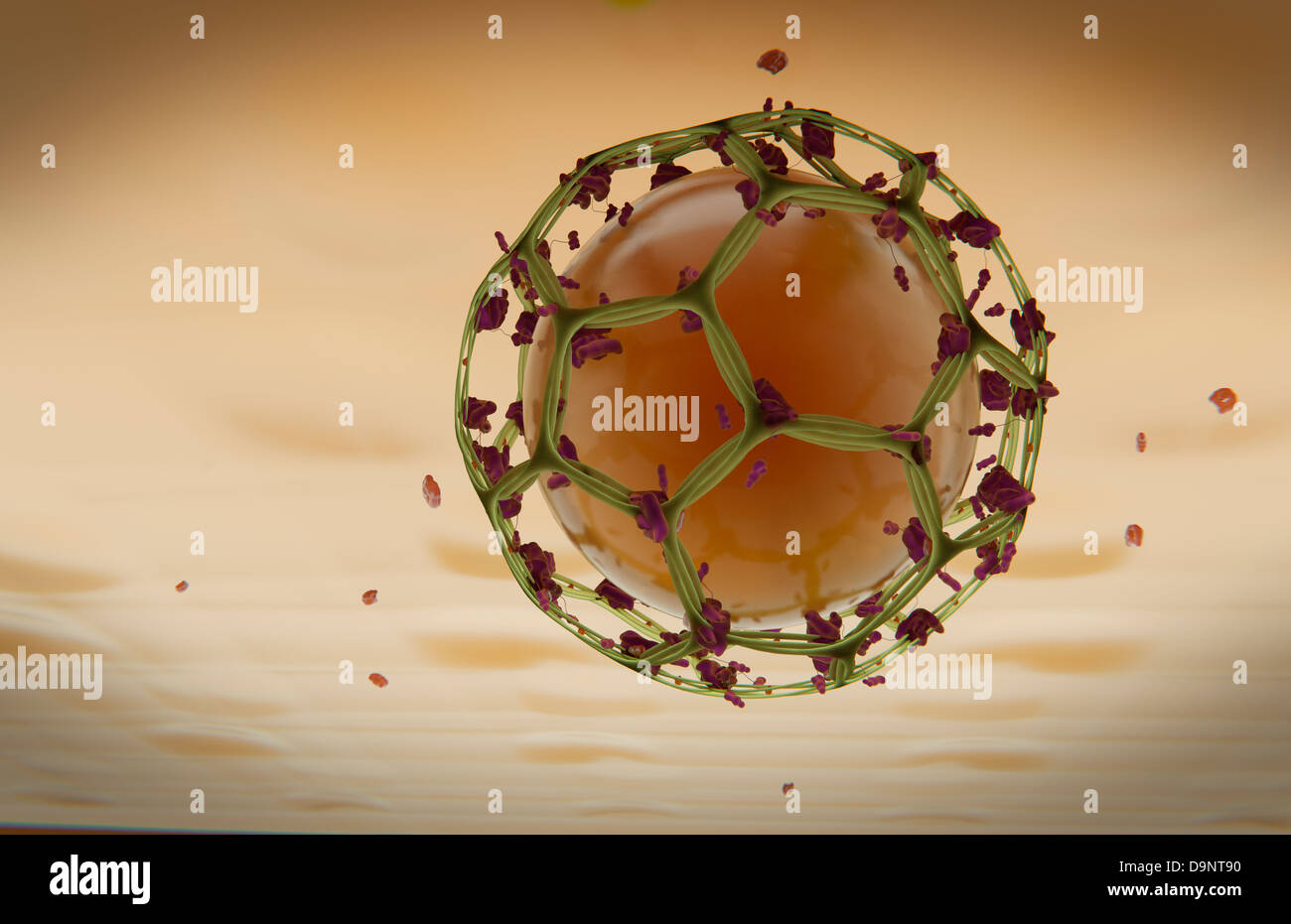 Clathrin endocitosi mediata Foto Stock