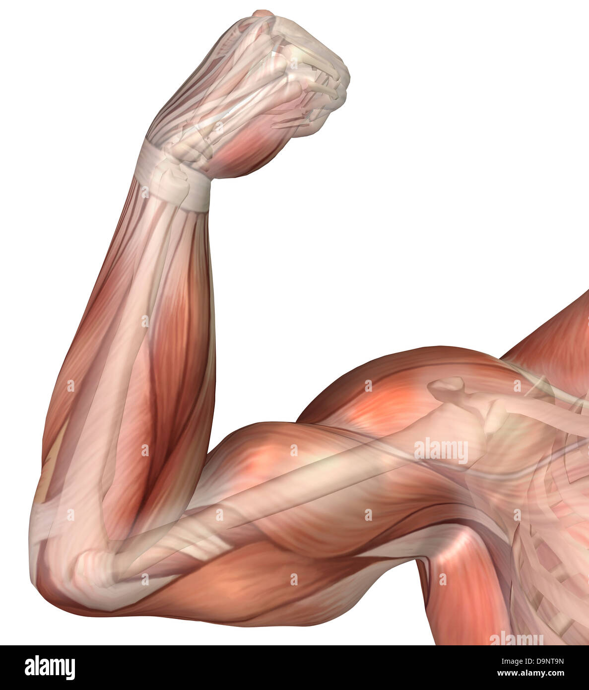 Illustrazione di un braccio flesso mostrando umane muscolo bicipite. Foto Stock