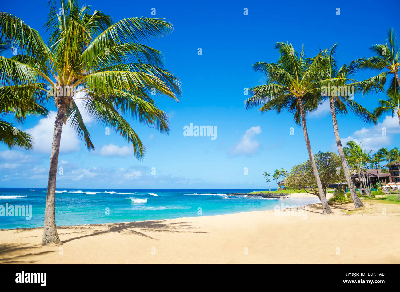 Coconut Palm tree sulla sabbiosa spiaggia di Poipu Beach in Hawaii, Kauai Foto Stock