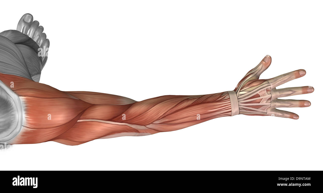 Anatomia del muscolo del braccio umano, vista posteriore. Foto Stock