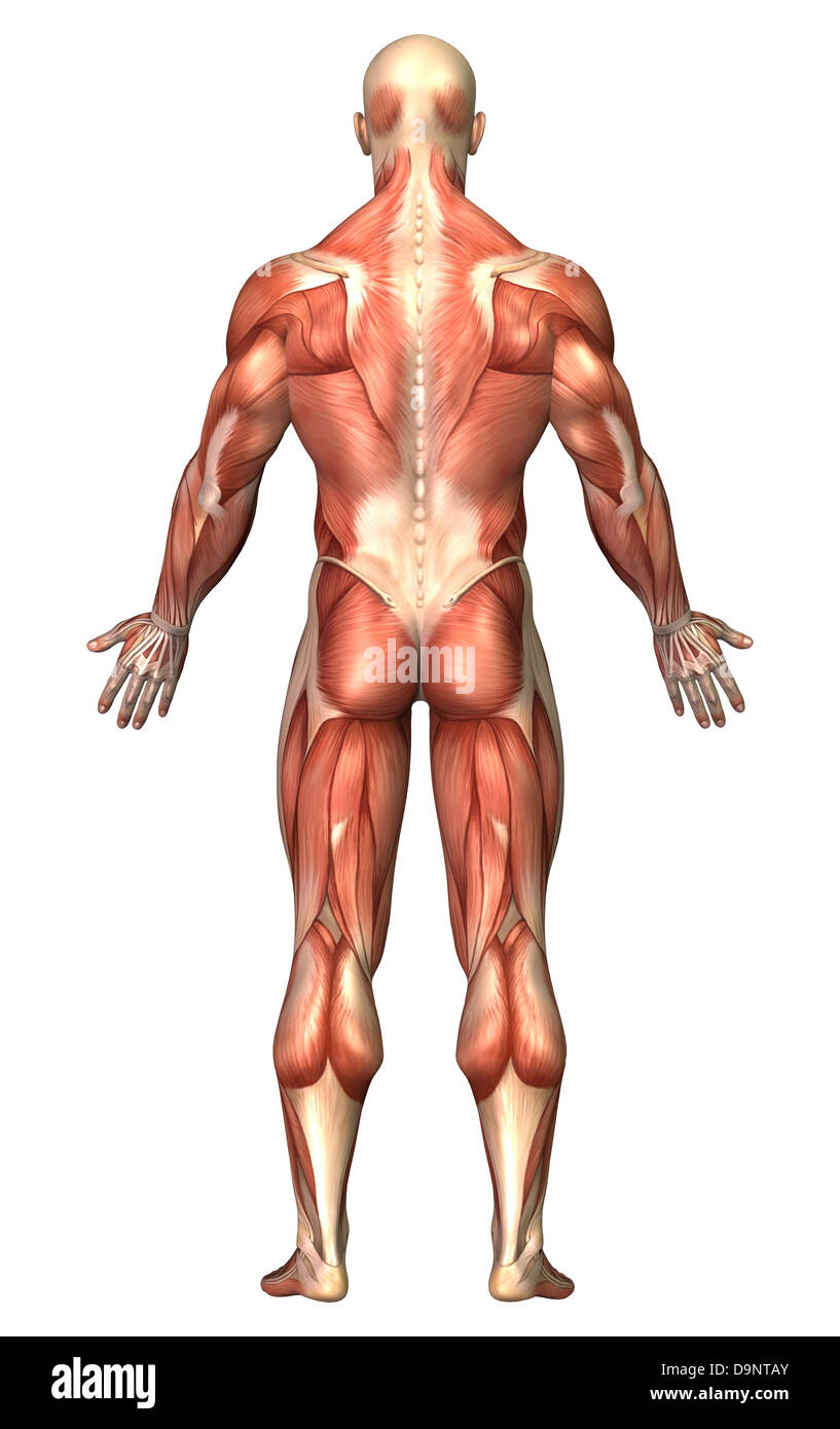 Anatomia del maschio sistema muscolare, vista posteriore. Foto Stock