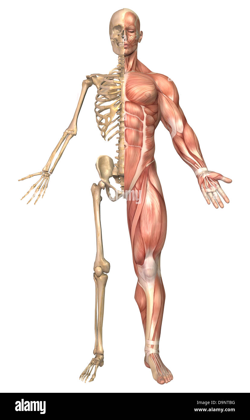 Illustrazione medica dello scheletro umano e sistema muscolare, vista frontale. Foto Stock