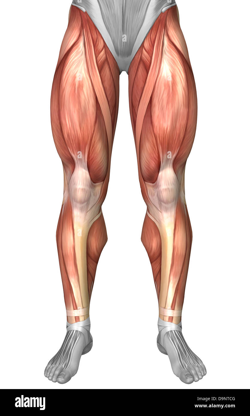 Diagramma che illustra i gruppi muscolari sulla parte anteriore delle gambe umane. Foto Stock