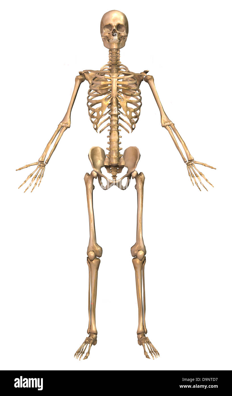 Umano sistema scheletrico, vista frontale. Foto Stock