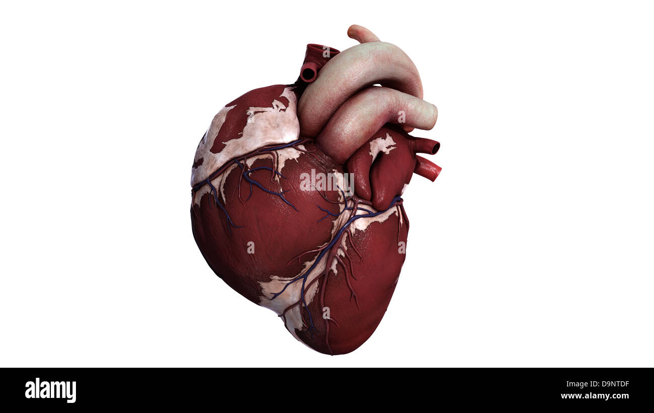 Vista tridimensionale del cuore umano, anteriore. Foto Stock