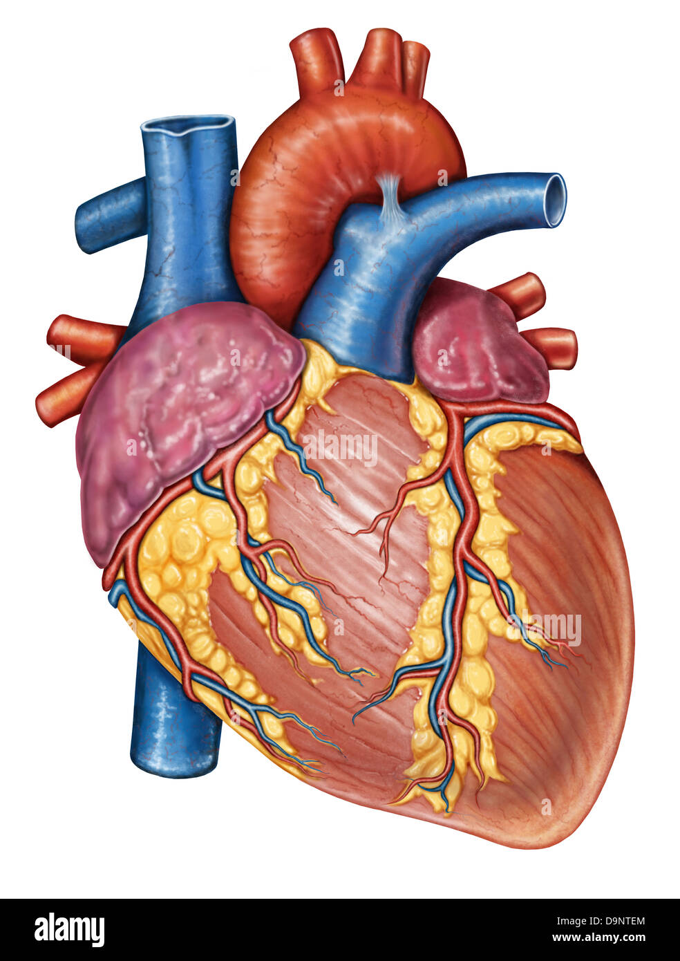 Anatomia lorda del cuore umano. Foto Stock