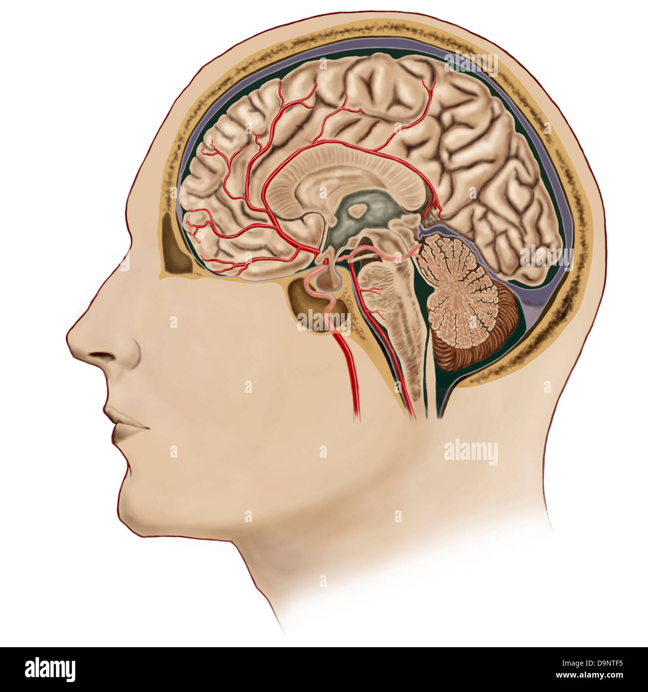 Sezione trasversale del cervello con arterie. Foto Stock