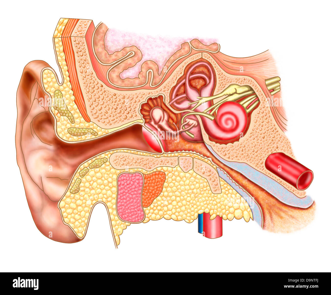 Anatomia di un orecchio umano. Foto Stock