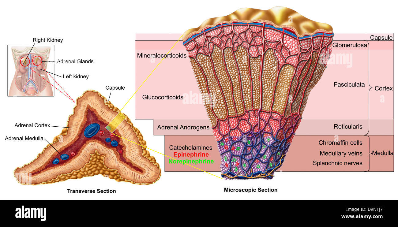 Anatomia della ghiandola surrenale, sezione trasversale. Foto Stock