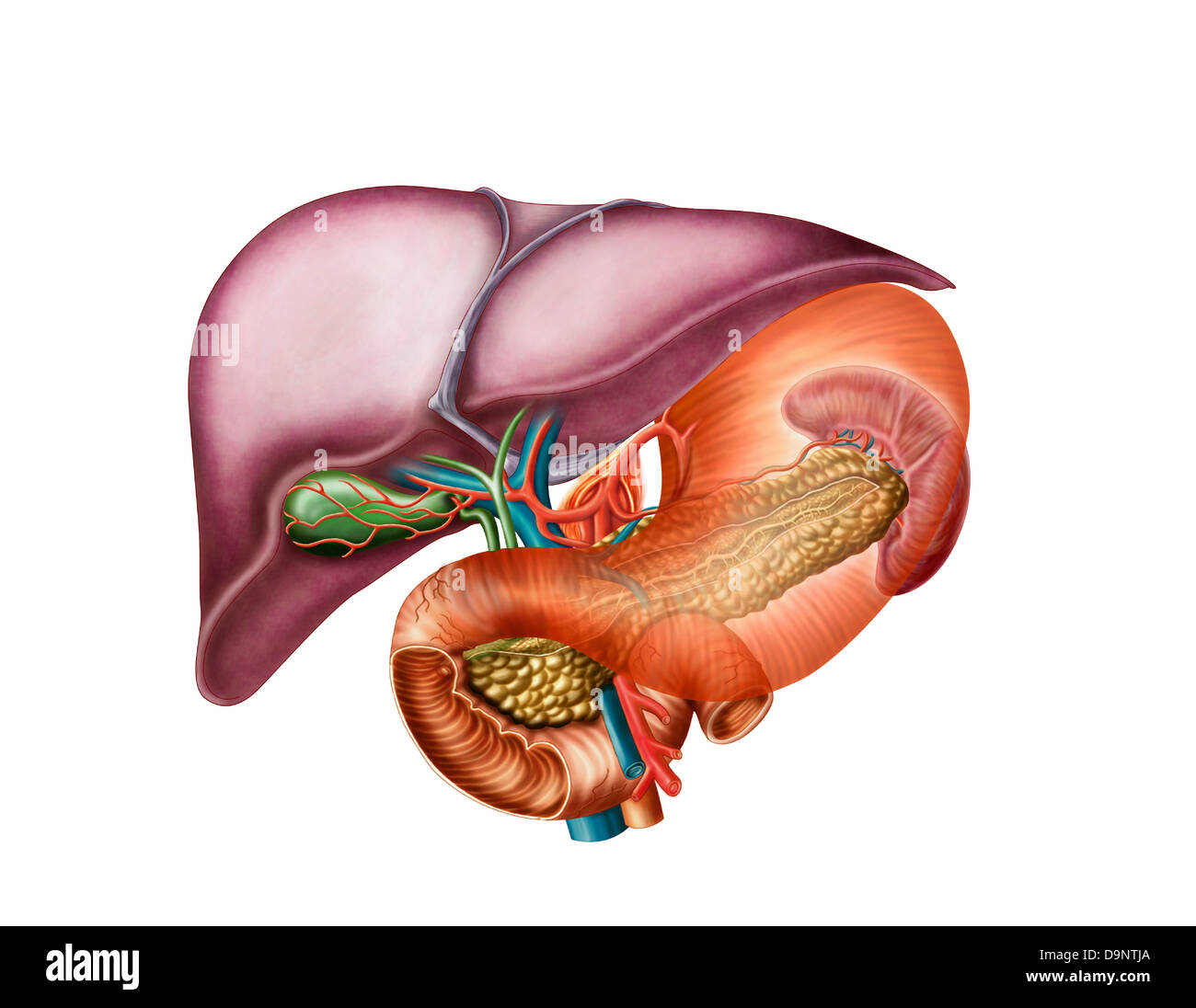 Anatomia di fegato, antero-vista viscerale. Foto Stock