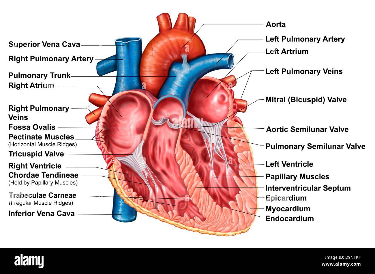 Anatomia del cuore interno, sezione frontale. Foto Stock