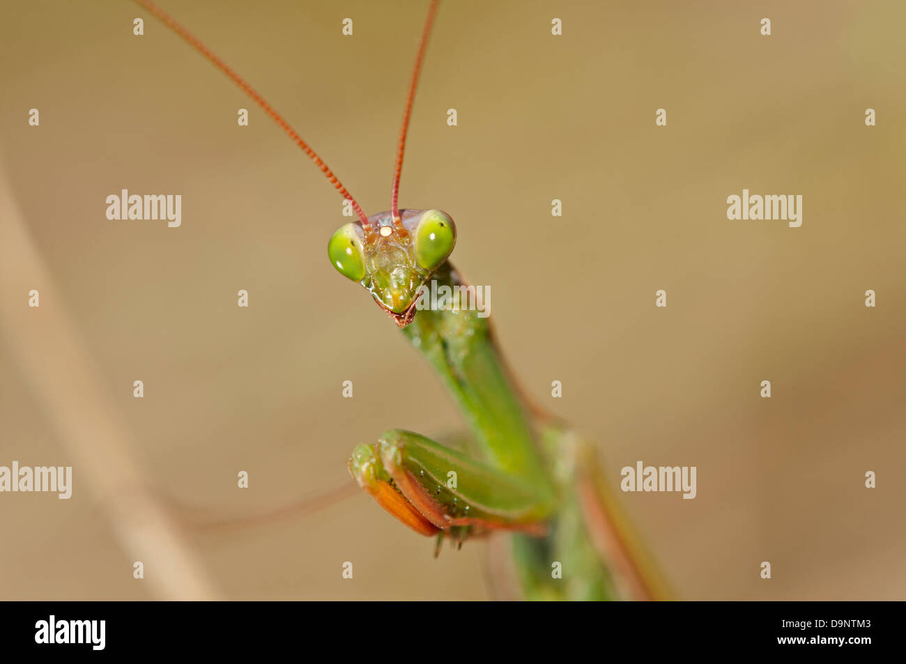 Mantide religiosa, mantide religiosa (mantide religiosa) Foto Stock