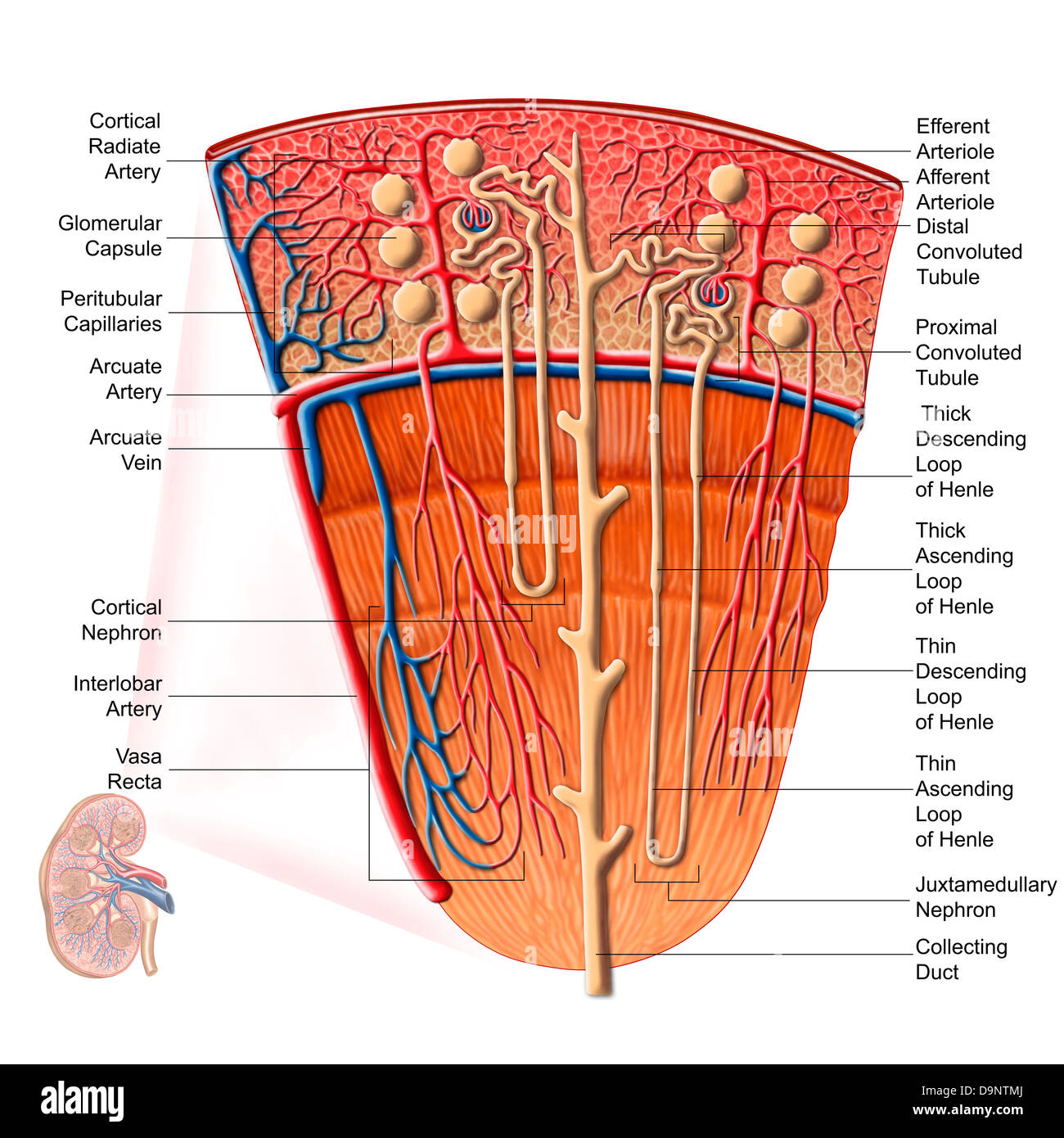 Anatomia del rene umano funzione. Foto Stock
