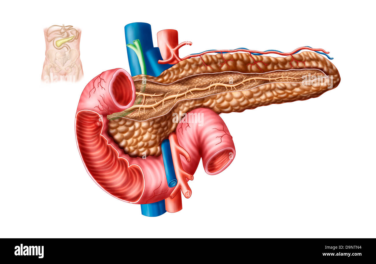 Anatomia del pancreas. Foto Stock