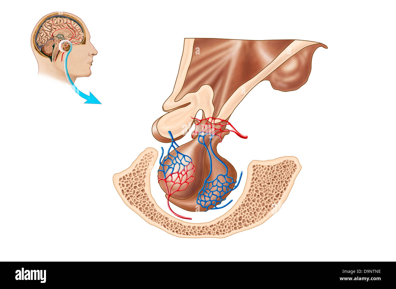 Anatomia della ghiandola pituitaria. Foto Stock