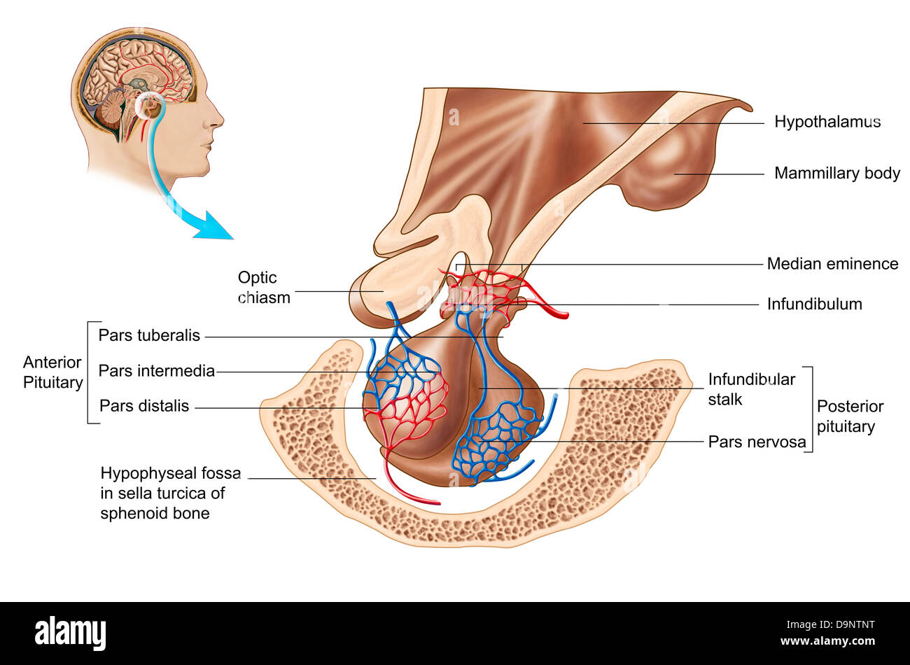 Anatomia della ghiandola pituitaria. Foto Stock