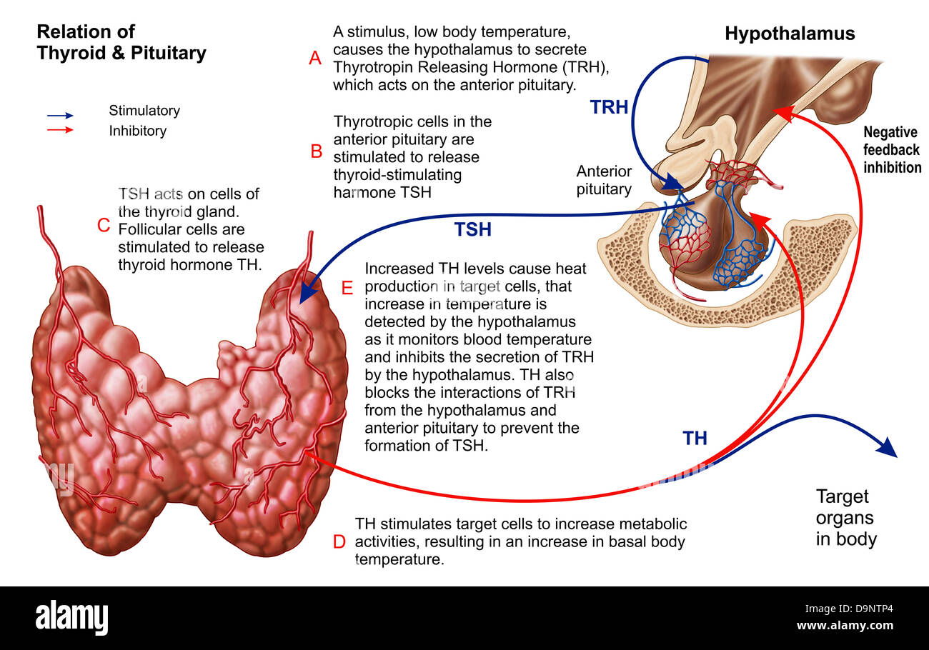 Relazione della tiroide e ipofisi. Foto Stock