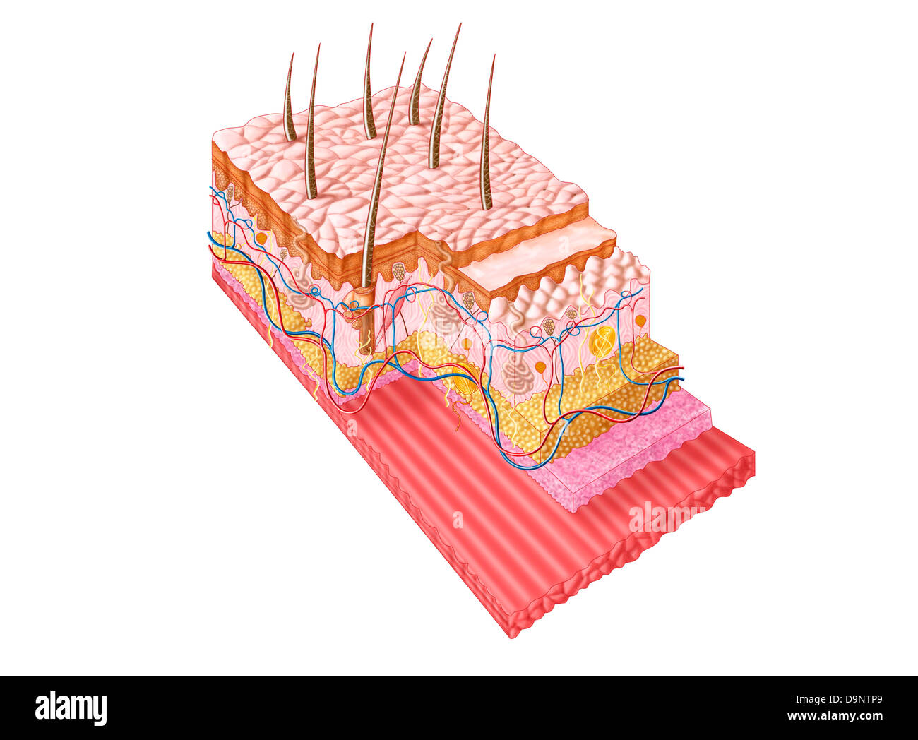 Anatomia della pelle umana. Foto Stock
