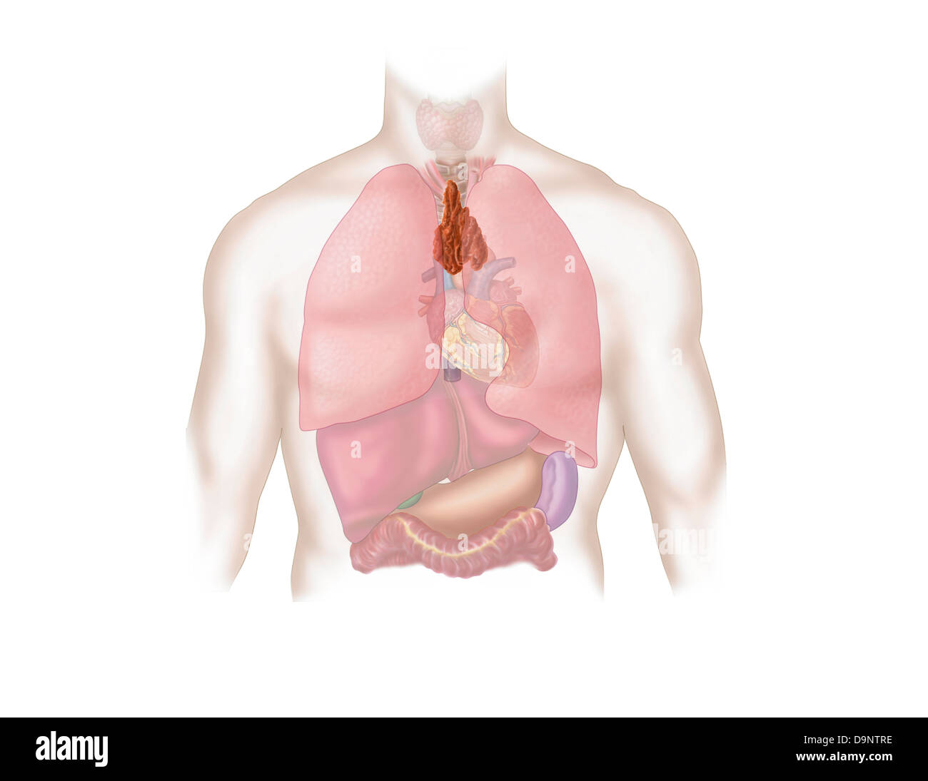 Illustrazione medica di respiratorio umano e sistema digestivo. Foto Stock