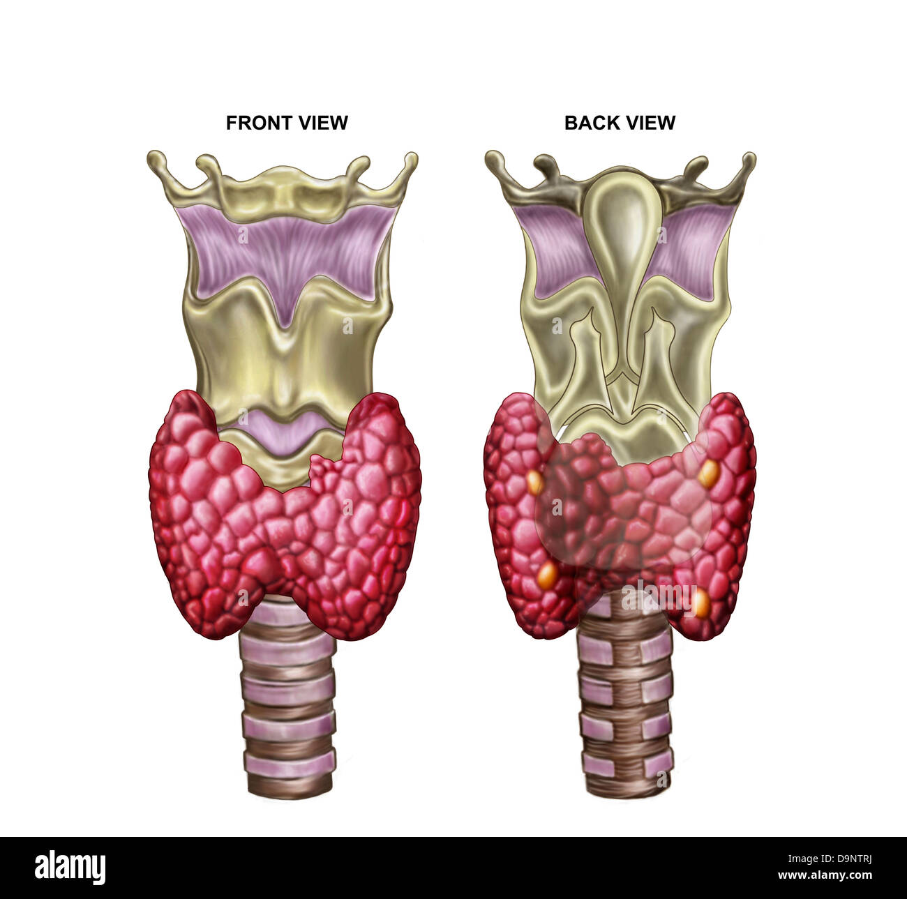 Anatomia della ghiandola tiroide con la laringe e la cartilagine. Foto Stock