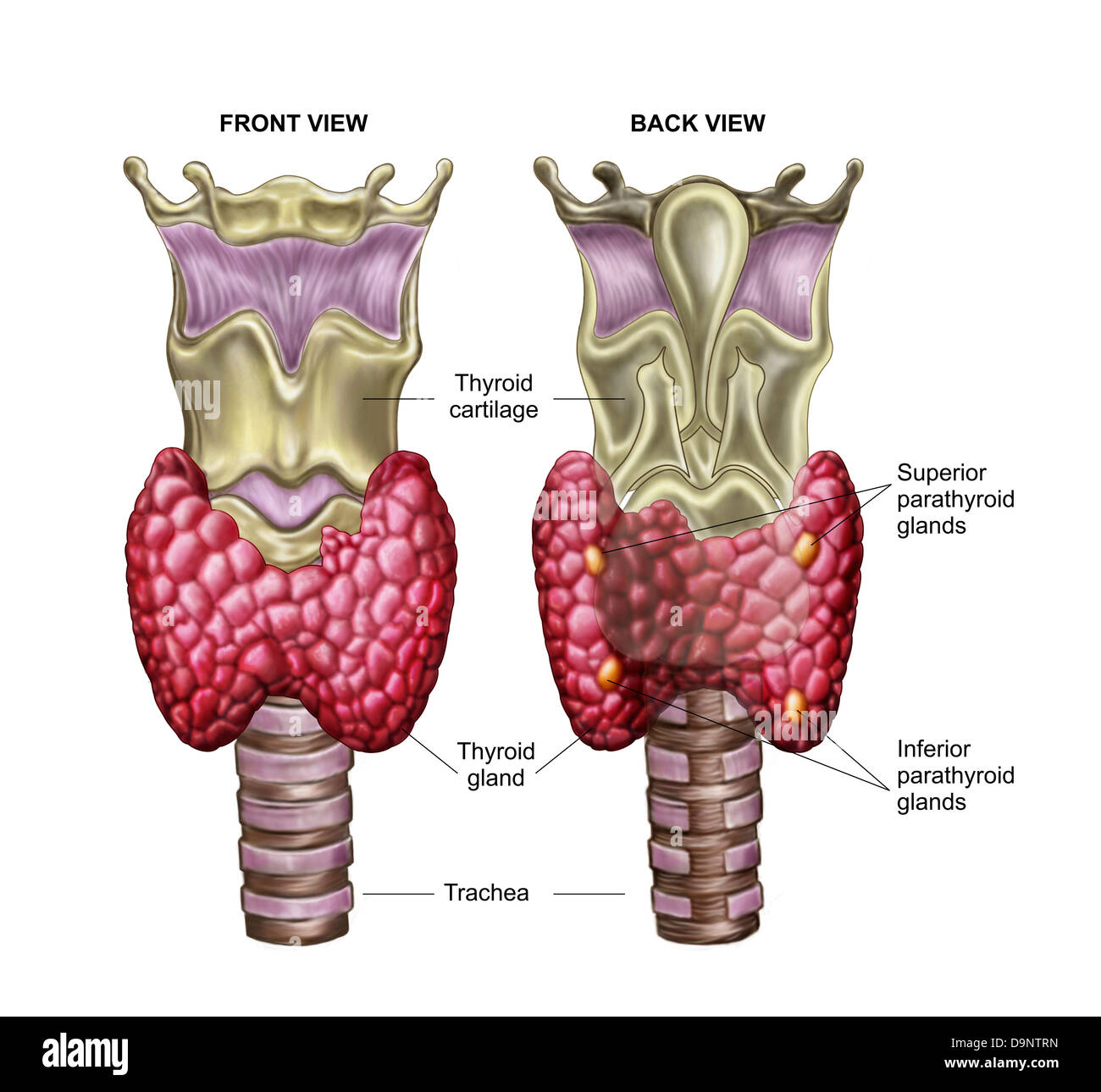 Anatomia della ghiandola tiroide con la laringe e la cartilagine. Foto Stock