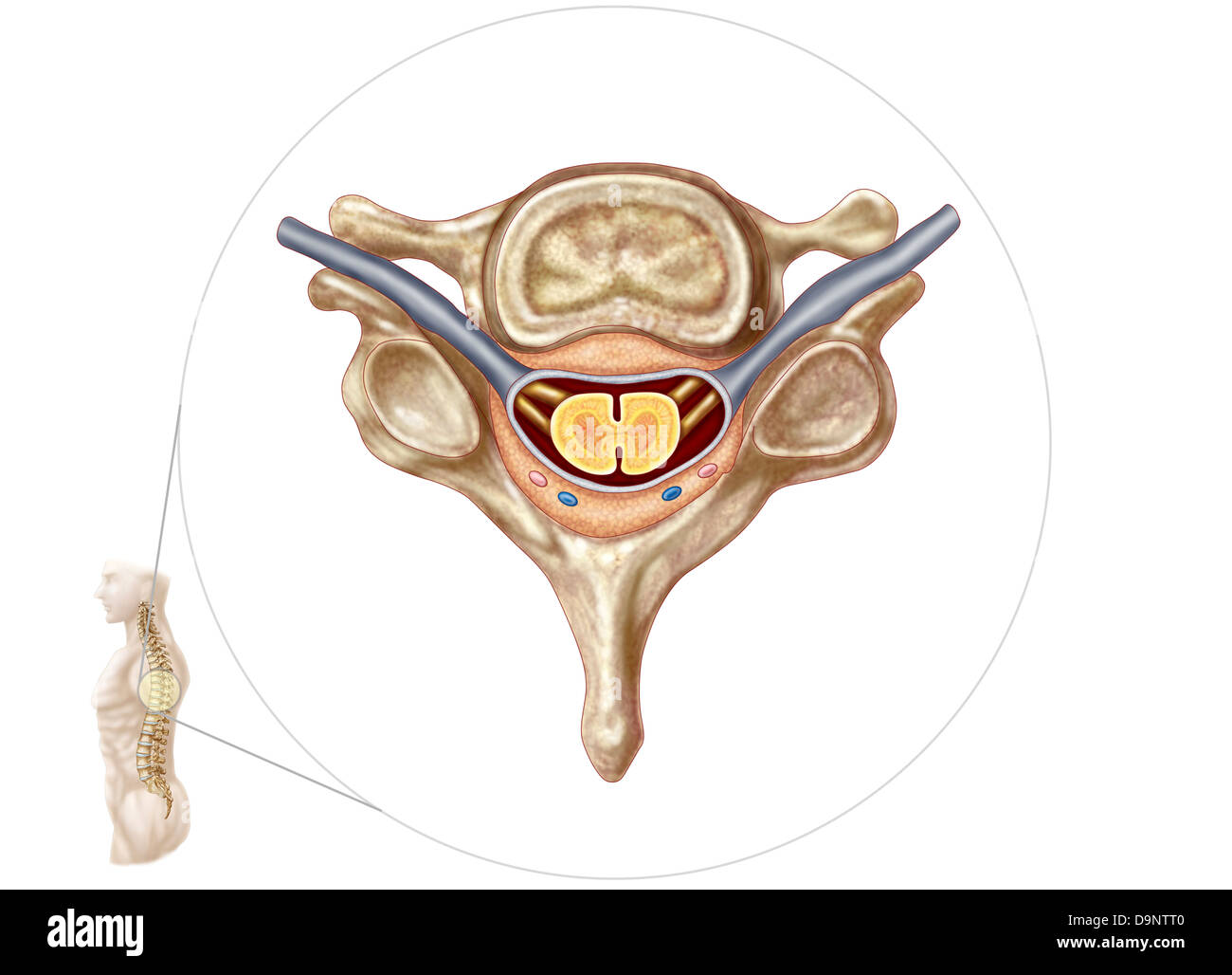 Anatomia della vertebra umana. Foto Stock